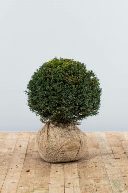Taxus baccata 30-40 cm