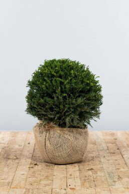 Taxus baccata Idegran lök 40-50 rotboll Taxus baccata 40-50 cm