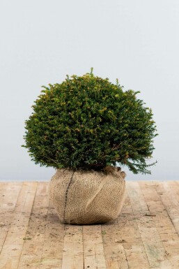 Taxus baccata 50-60 cm