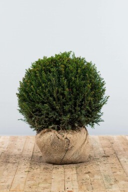 Taxus baccata 60-70 cm