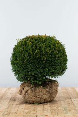 Taxus baccata 70-80 cm