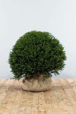 Taxus baccata 90-100 cm