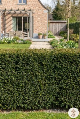 Taxus baccata 'David' 140-160 cm - Rotklump