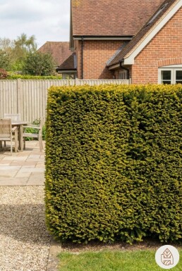 Taxus baccata 'Fastigiata Aurea' 60-80 cm - Rotklump