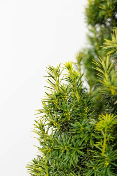 Taxus baccata 'Fastigiata Aurea' Idegran häck 60-80 rotboll Taxus baccata 'Fastigiata Aurea' 60-80 cm