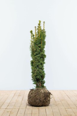 Taxus baccata 'Fastigiata Aurea' Idegran hÀck 80-100 rotboll Taxus baccata 'Fastigiata Aurea' 80-100 cm