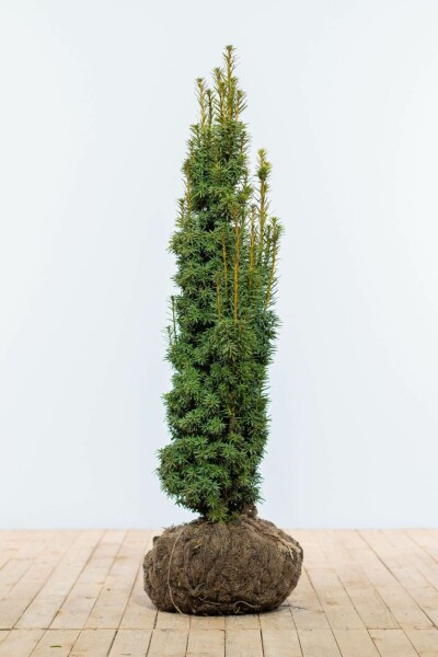 Taxus baccata 'Fastigiata Aurea' 100-120 cm
