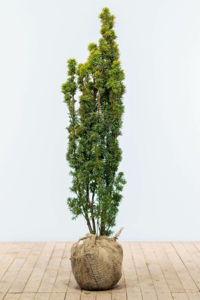 Taxus baccata 'Fastigiata Aurea' 120-140 cm