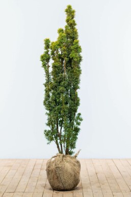 Taxus baccata 'Fastigiata Aurea' Idegran hÀck 120-140 rotboll Taxus baccata 'Fastigiata Aurea' 120-140 cm