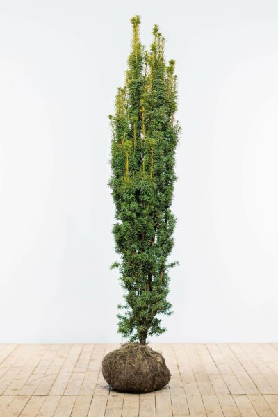 Taxus baccata 'Fastigiata Aurea' 180-200 cm