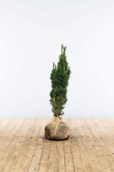 Taxus baccata 'Fastigiata Robusta' 60-80 cm