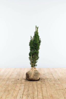 Taxus baccata 'Fastigiata Robusta' Idegran hÀck 60-80 rotboll Taxus baccata 'Fastigiata Robusta' 60-80 cm