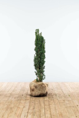 Taxus baccata 'Fastigiata Robusta' Idegran hÀck 80-100 rotboll Taxus baccata 'Fastigiata Robusta' 80-100 cm