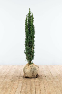 Taxus baccata 'Fastigiata Robusta' Idegran hÀck 100-120 rotboll Taxus baccata 'Fastigiata Robusta' 100-120 cm