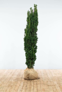 Taxus baccata 'Fastigiata Robusta' Idegran hÀck 160-180 rotboll Taxus baccata 'Fastigiata Robusta' 160-180 cm