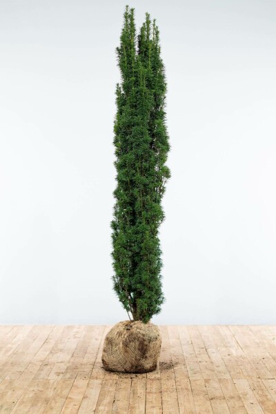 Taxus baccata 'Fastigiata Robusta' 180-200 cm