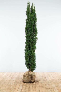 Taxus baccata 'Fastigiata Robusta' Idegran hÀck 180-200 rotboll Taxus baccata 'Fastigiata Robusta' 180-200 cm