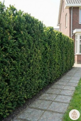 Taxus × media 'Hicksii' 120-140 cm - Rotklump