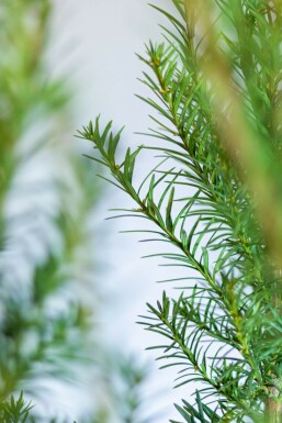 Taxus × media 'Hicksii' 60-80 cm