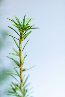 Taxus × media 'Hicksii' 100-120 cm