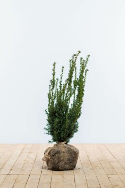 Taxus × media 'Hillii' Hybrididegran häck 60-80 rotboll Taxus × media 'Hillii' 60-80 cm