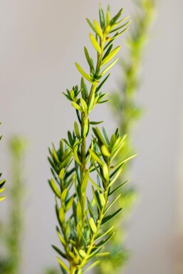 Taxus × media 'Hillii' Hybrididegran häck 60-80 rotboll