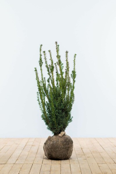 Taxus × media 'Hillii' 80-100 cm