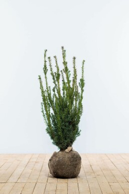 Taxus à media 'Hillii' Hybrididegran hÀck 80-100 rotboll Taxus à media 'Hillii' 80-100 cm