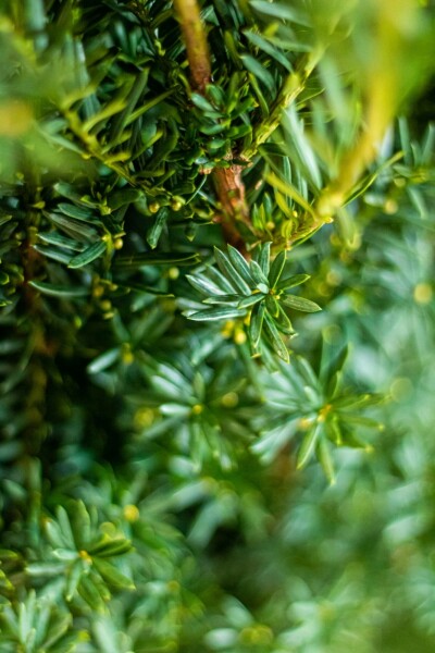 Taxus × media 'Hillii' 80-100 cm