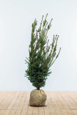 Taxus × media 'Hillii' 100-120 cm