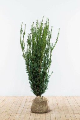 Taxus × media 'Hillii' 120-140 cm