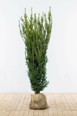 Taxus × media 'Hillii' 140-160 cm