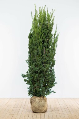 Taxus × media 'Hillii' 160-180 cm