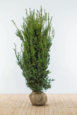 Taxus × media 'Hillii' 180-200 cm