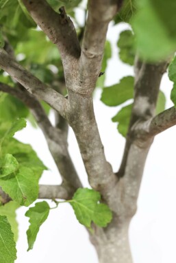 Ficus carica Getfikon på stam 150-175 i kruka 15-20