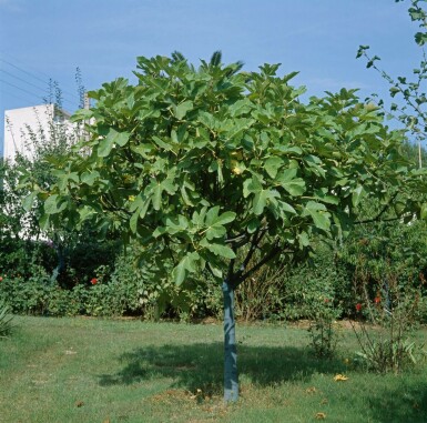 Ficus carica Getfikon på stam 150-175 i kruka 15-20