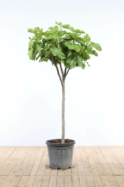 Ficus carica Getfikon på stam 175-200 i kruka 20-30 Ficus carica 175-200 cm