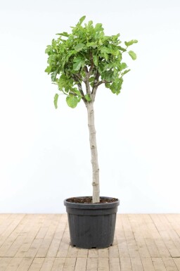 Ficus carica Getfikon på stam 175-200 i kruka 40-50 Ficus carica 175-200 cm