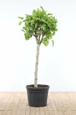 Ficus carica Getfikon på stam 175-200 i kruka 50-60