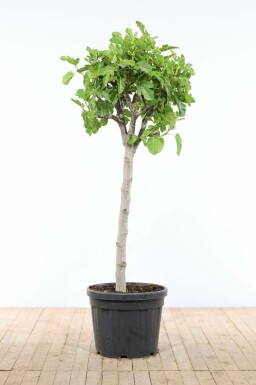 Ficus carica Getfikon på stam 175-200 i kruka 50-60 Ficus carica 175-200 cm
