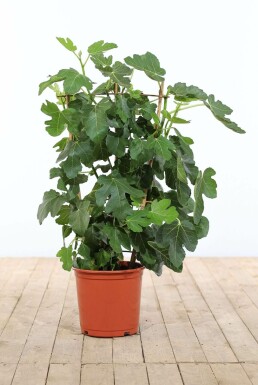 Ficus carica Getfikon spaljé 100-120 i kruka Ficus carica 100-120 cm