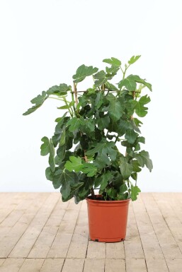 Ficus carica Getfikon spaljé 70-80 i kruka Ficus carica 70-80 cm