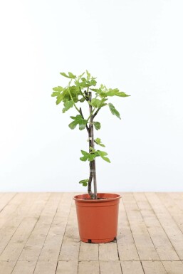Ficus carica Getfikon stakad 40-60 i kruka Ficus carica 40-60 cm