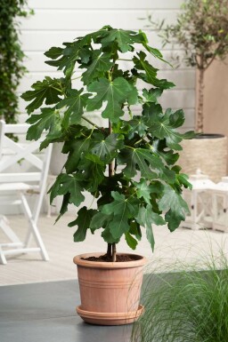 Ficus carica 40-60 cm