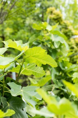 Ficus carica 40-60 cm