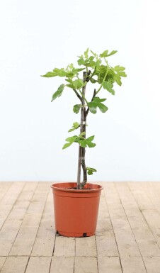 Ficus carica Getfikon stakad 60-80 i kruka