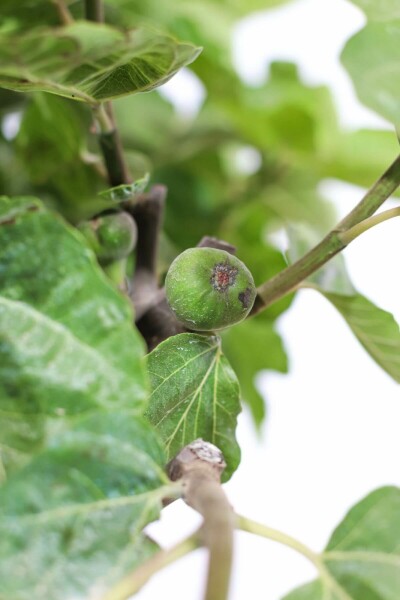 Ficus carica 60-80 cm