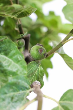 Ficus carica 60-80 cm