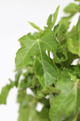 Ficus carica 60-80 cm