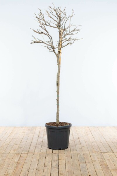 Wisteria sinensis Blåregn på stam 120-140 i kruka Wisteria sinensis 120-140 cm